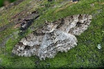Paradarisa