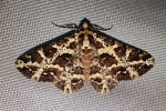 Paradromulia