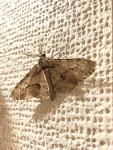 Phthonosema