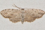 Pimaphera