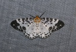 Pogonopygia