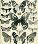 Pseudeusemia