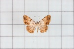 Psilalcis