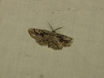 Pterotaea
