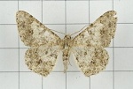 Racotis
