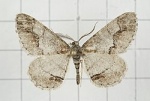 Rikiosatoa