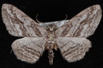 Stenoporpia