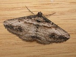 Syneora