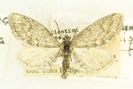 Synglochis