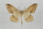 Zanclopera