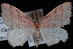 Drepanulatrix