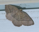 Episemasia