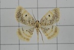 Euchristophia