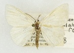 Eudrepanulatrix