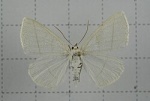 Parabapta