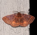 Perissopteryx