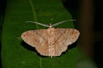 Petelia