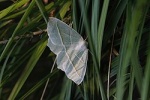 Campaea