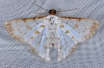 Ballantiophora