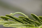 Leuciris