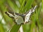 Lomaspilis