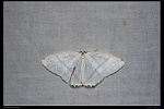Micronidia