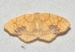 Nematocampa