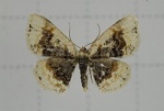 Ninodes