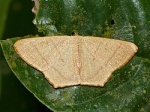 Syngonorthus