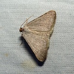 Taeniogramma