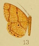 Xenostega
