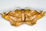Apeira