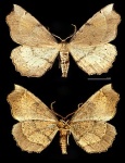 Artiora