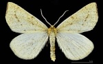 Hypoxystis
