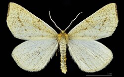 Hypoxystis (Род)