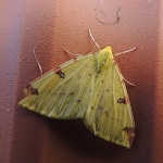 Opisthograptis