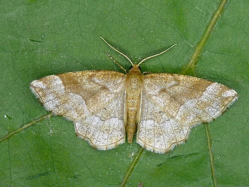 Cepphis advenaria