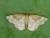 Cepphis advenaria