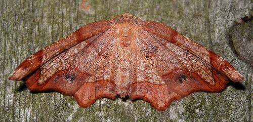 Probole alienaria