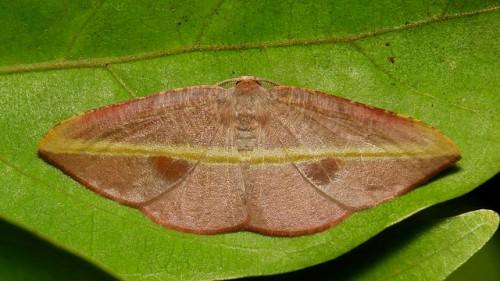 Hypochrosis iris