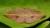 Hypochrosis iris