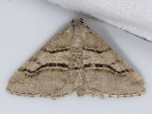 Digrammia excurvata