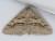 Digrammia excurvata