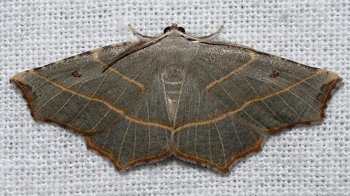 Metanema inatomaria