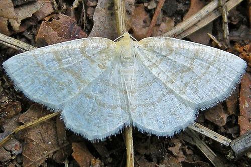 Gueneria similaria