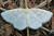 Gueneria similaria