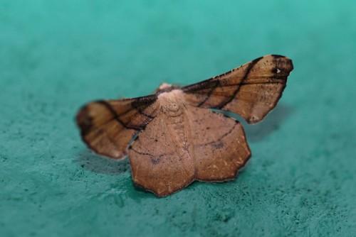 Xenimpia erosa