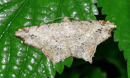 Chiasmia emersaria