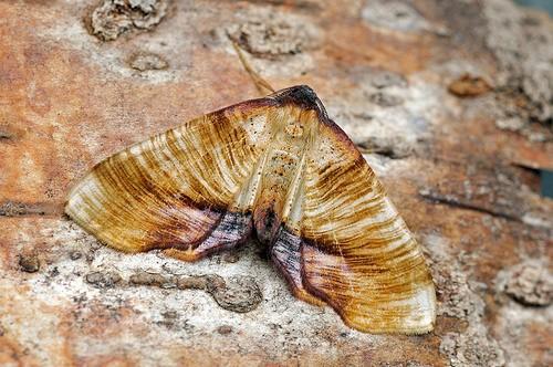 Plagodis dolabraria