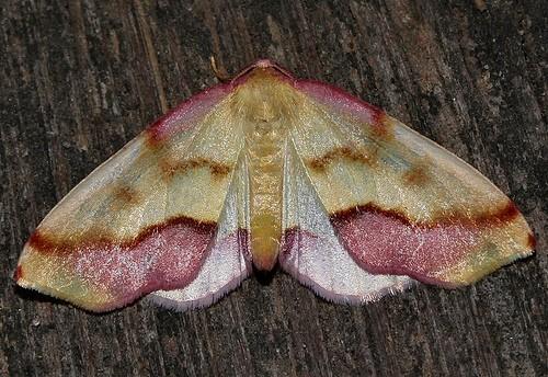 Plagodis serinaria